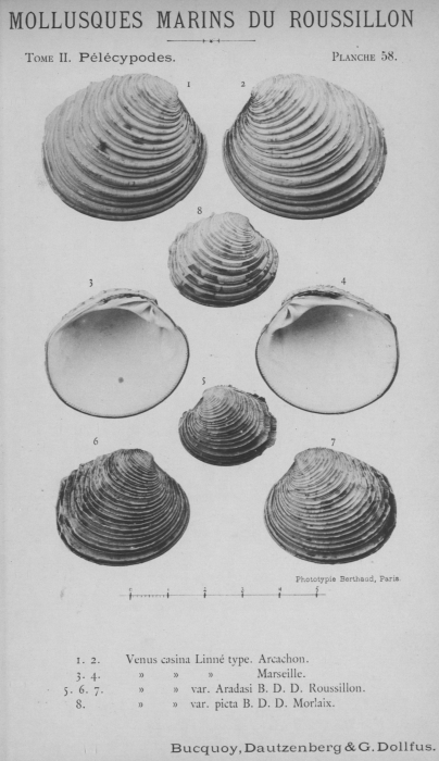 Bucquoy et al. (1887-1898, pl. 58) Bucquoy et al. (1887-1898, pl. 58)