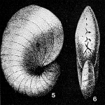 Neopeneroplis sarmaticus Didkovskiy, 1958