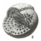 Glomalveolina dachelensis (Schwager, 1883)