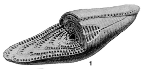 Neoalveolina pygmaea var. schlumbergeri Reichel, 1937
