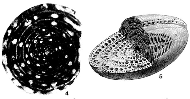 Alveolinella bontangensis L. Rutten, 1912