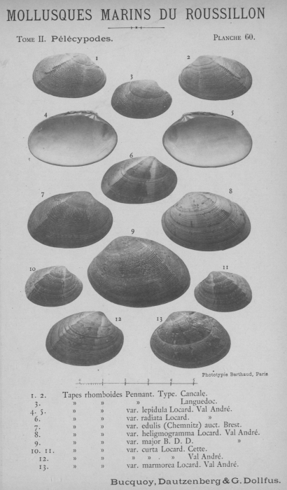 Bucquoy et al. (1887-1898, pl. 60) Bucquoy et al. (1887-1898, pl. 60)