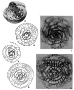 Bullalveolina bulloides (d'Orbigny in Guérin-Méneville, 1832)