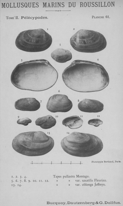 Bucquoy et al. (1887-1898, pl. 61) Bucquoy et al. (1887-1898, pl. 61)