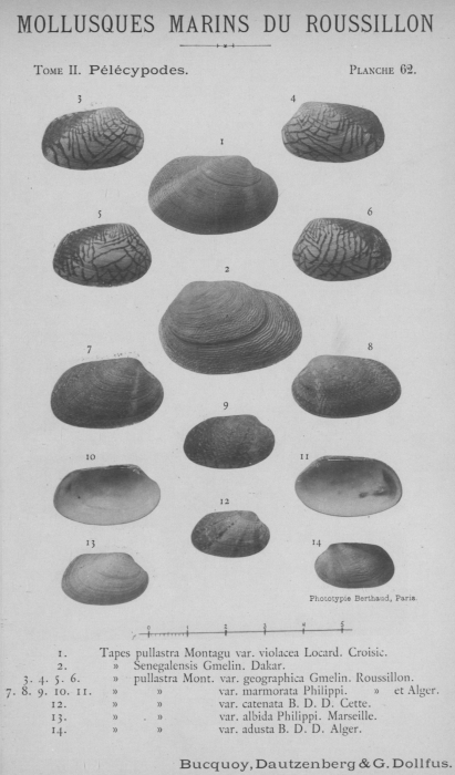 Bucquoy et al. (1887-1898, pl. 62) Bucquoy et al. (1887-1898, pl. 62)