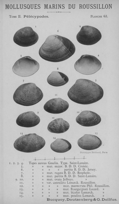 Bucquoy et al. (1887-1898, pl. 63) Bucquoy et al. (1887-1898, pl. 63)