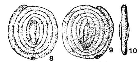 Annectina paleocenica Suleymanov, 1963 Annectina paleocenica Suleymanov, 1963