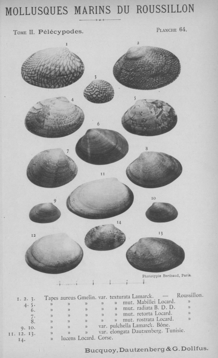 Bucquoy et al. (1887-1898, pl. 64) Bucquoy et al. (1887-1898, pl. 64)