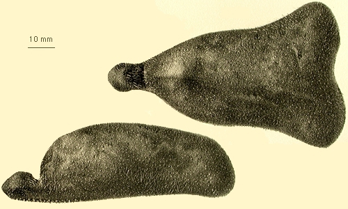 Ceratophysa ceratopyga Ceratophysa ceratopyga