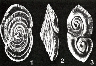 Mesopatellina differens McCulloch, 1977