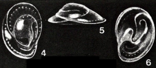 Praepatellina simplissima McCulloch, 1977