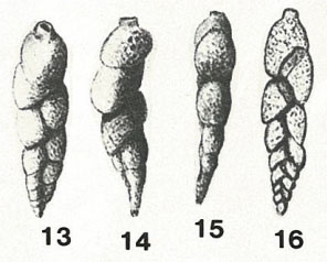 Bifarina porrecta var. arenacea Heron-Allen & Earland, 1922