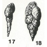 Bolivina punctata var. arenacea Heron-Allen & Earland, 1922