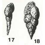 Chromista - Foraminifera (foraminifers)