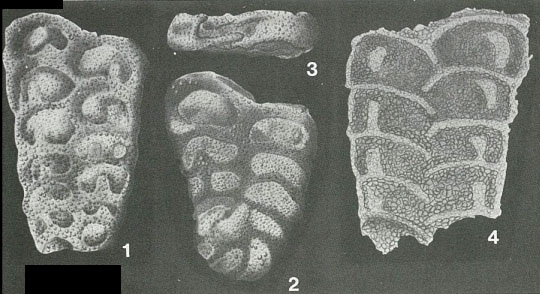 Septigerina dalmatica Keijzer, 1941