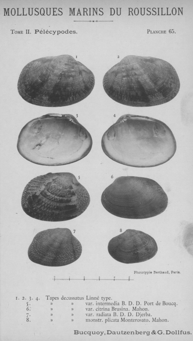 Bucquoy et al. (1887-1898, pl. 65) Bucquoy et al. (1887-1898, pl. 65)