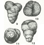 Chromista - Foraminifera (foraminifers)