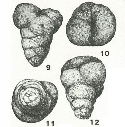 Eomarssonella paraconica Levina in Dain, 1972