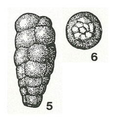 Orientalia exilis Bykova, 1947