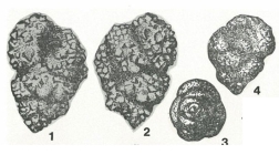 Arenogaudryina granosa Podobina, 1975