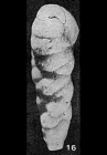 Valvulina intermedia Applin & Jordan, 1945