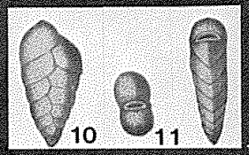 Textilaria labiata Reuss, 1861