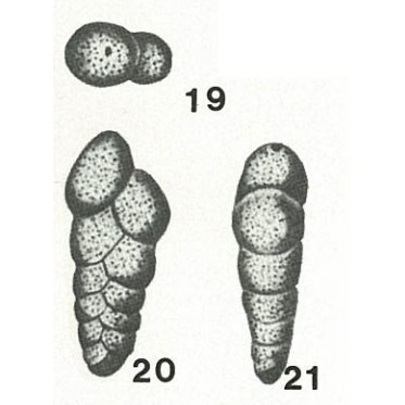 Gaudryina ruthenica Reuss, 1851 Gaudryina ruthenica Reuss, 1851