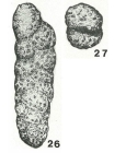Gaudryinopsis vulgaris (Kipriyanova, 1960)