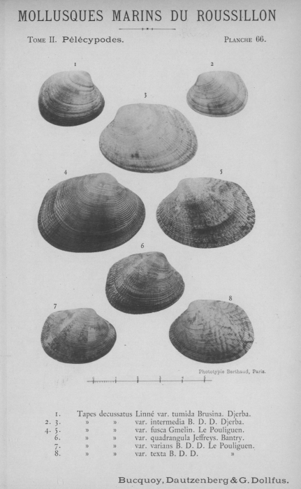 Bucquoy et al. (1887-1898, pl. 66) Bucquoy et al. (1887-1898, pl. 66)