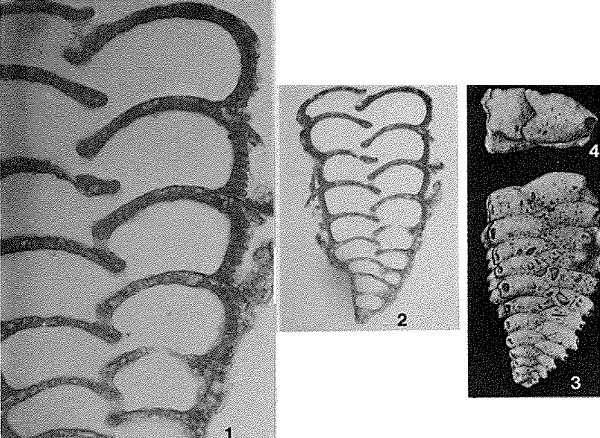 Gaudryina (Siphogaudryina) compressa Cushman, 1935 Gaudryina (Siphogaudryina) compressa Cushman, 1935