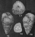 Chromista - Foraminifera (foraminifers)