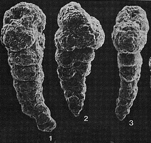 Mooreinella biserialis Cushman & Waters, 1928 Mooreinella biserialis Cushman & Waters, 1928