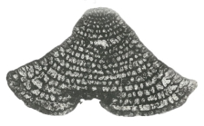 Dictyoconus egyptiensis (Chapman, 1900)