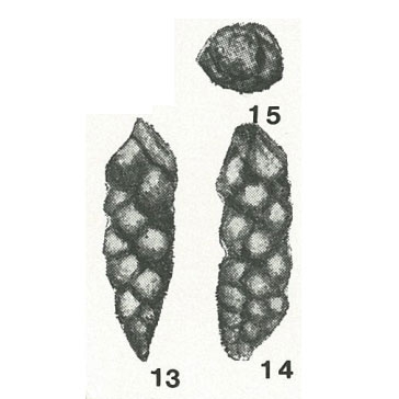 Verneuilinella azerbaidjanica Tairov, 1956 Verneuilinella azerbaidjanica Tairov, 1956