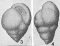 Chromista - Foraminifera (foraminifers)