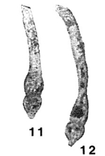Vasicekia moravica Pokorný, 1951