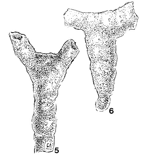 Saccorhina trivirgulina Bykova, 1955