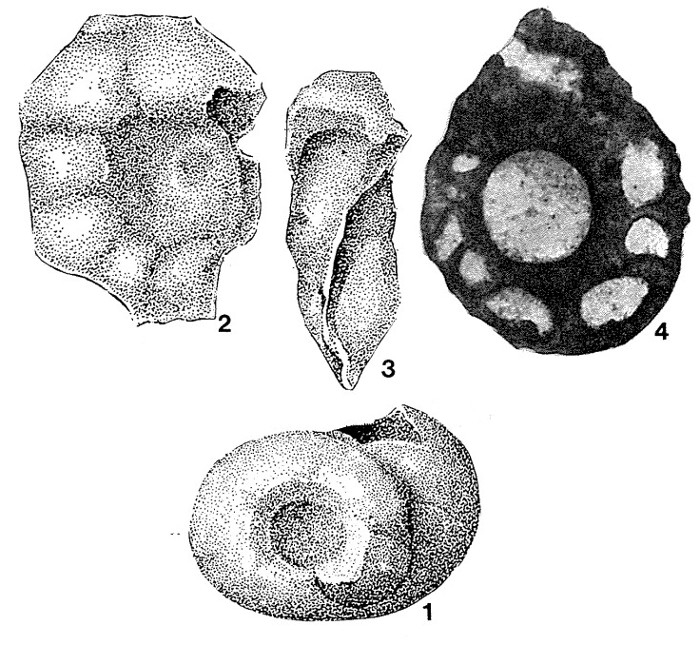 Litya sizranensis Bykova, 1955