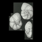 Trochamminula fissuraperta Shchedrina, 1955