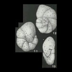 Trochamminula fissuraperta Shchedrina, 1955