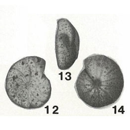 Haplophragmium truncatuliniforme Chapman, 1895