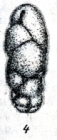 Caucasina oligocenica Khalilov, 1951
