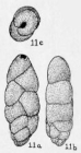 Virgulina californiensis Cushman, 1925
