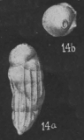 Siphogenerina pseudococoaensis Cushman & Kleinpell, 1934