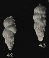 Siphogenerina ongleyi Finlay, 1939 Siphogenerina ongleyi Finlay, 1939