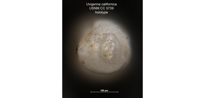 Uvigerina (Uvigerinella) californica Cushman, 1926 Uvigerina (Uvigerinella) californica Cushman, 1926