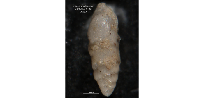 Uvigerina (Uvigerinella) californica Cushman, 1926 Uvigerina (Uvigerinella) californica Cushman, 1926