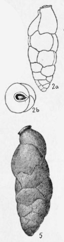 Uvigerina (Uvigerinella) californica Cushman, 1926