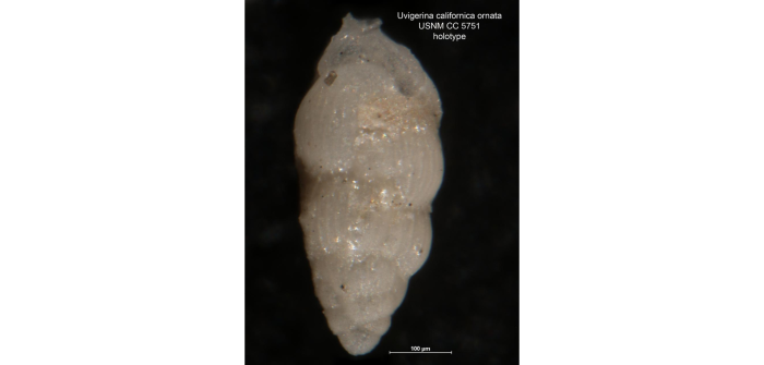 Uvigerina (Uvigerinella) californica var. ornata Cushman, 1926 Uvigerina (Uvigerinella) californica var. ornata Cushman, 1926