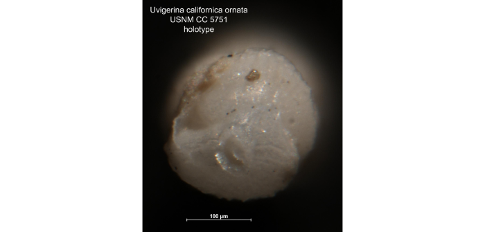 Uvigerina (Uvigerinella) californica var. ornata Cushman, 1926 Uvigerina (Uvigerinella) californica var. ornata Cushman, 1926